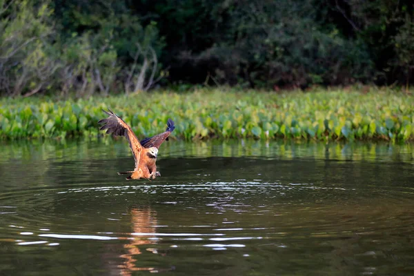 Halcón Cuello Negro Busarellus Nigricollis Golpeando Pez Río Claro Pantanal — Foto de Stock