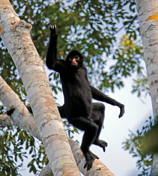 Peruvian Spider Monkey Ateles Chamek Aka Black Faced Black Spider — Stock Photo, Image