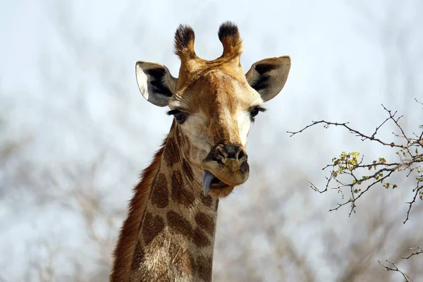 Close Up Of A South African Giraffe Giraffa Camelopardalis Giraffa With Its Tongue Out Modlito Game Reserve Kruger Park South Africa Wildlife African Mammals Stock Photo 249965372