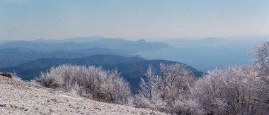 Arka planda dağ olan bir ağaç Kırım