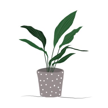 Saksı bitkisi. Sulu bitkiler ve ev bitkileri. El çizimi vektör çizimi. ev içi bitki vektör karikatürü.