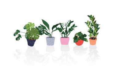 Saksı bitkisi. Sulu bitkiler ve ev bitkileri. El çizimi vektör çizimi. ev içi bitki vektör karikatürü.