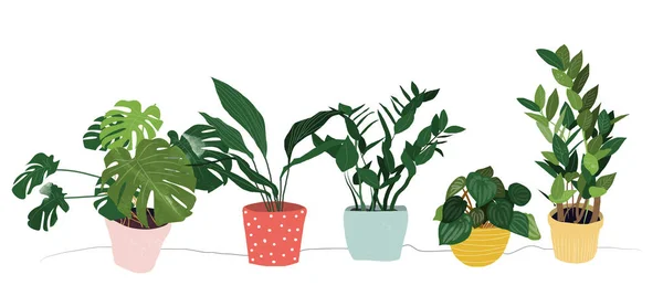 Potplant Vetstoffen Huisplanten Handgetekende Vectorillustratie Huis Indoor Plant Vector Cartoon — Stockvector