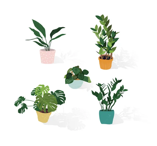 Planta Vaso Suculentas Plantas Casa Ilustração Vetorial Desenhada Mão Casa — Vetor de Stock