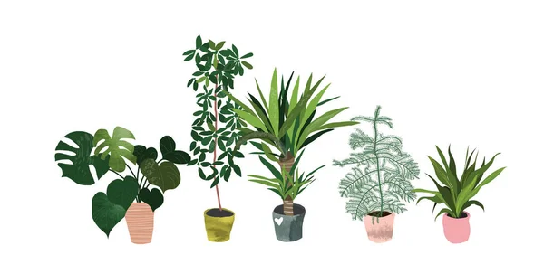 Planta Vaso Suculentas Plantas Casa Ilustração Vetorial Desenhada Mão Casa — Vetor de Stock