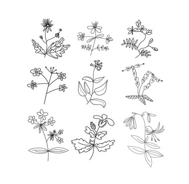 Botanik el çizimlerinin vektör koleksiyonu. Çayır bitkileri ve çiçek elementleri. Çiçek ve yaprakların kalem mürekkebi çizimi. Dekoratif elementler kümesi 