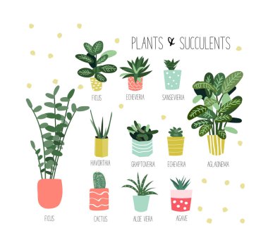 Saksı bitkileri koleksiyonu. Sulu bitkiler ve ev bitkileri. El çizimi vektör sanatı. Ev içi bitki vektör karikatür kümesi.