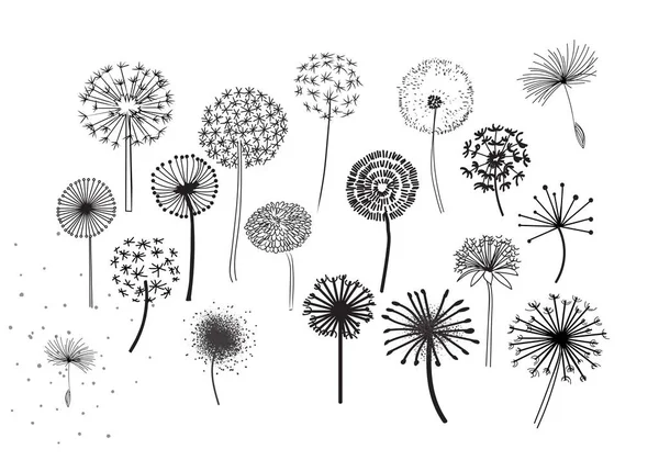 Dandelion Fluffy Seeds Flowers .  Decorative Elements for design, dandelions flowers blooming. Hand Drawn Doodle Style Black And White Drawing Vector Icons Set. pencil sketched dandelions.
