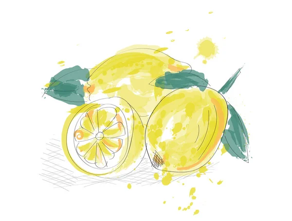 Illustrazione Acquerello Limoni Pittura Vettoriale Disegnata Mano Limone Con Inchiostro — Vettoriale Stock