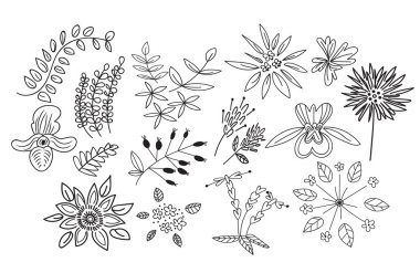 Vektör botanik el çizimleri. Çayır bitkileri ve çiçek elementleri. kalem mürekkebi çizimi. 