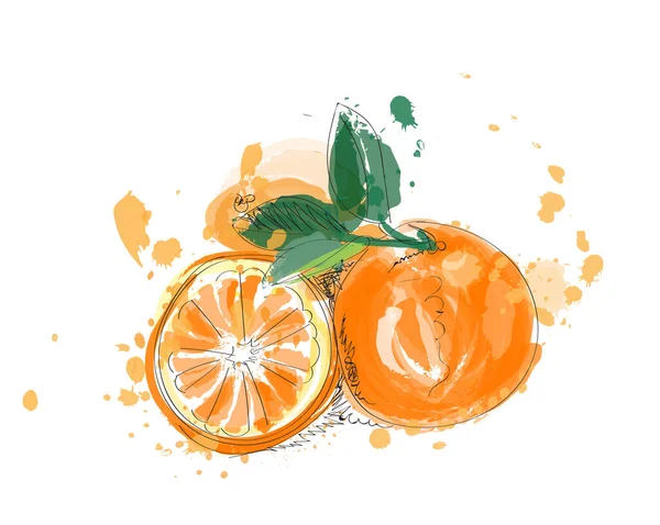 Illustrazione Vettoriale Frutta Arancione Vernice Acquerello Agrumi Disegnati Mano — Vettoriale Stock