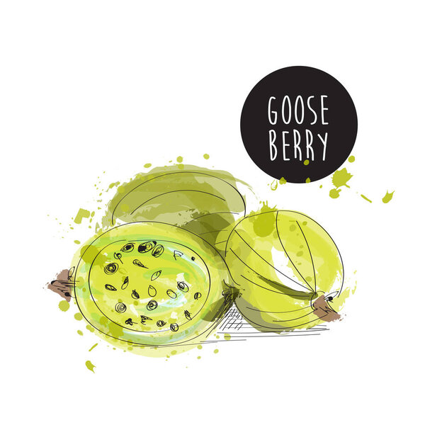 gooseberry watercolor paint illustration.  vector hand drawn fruit. 