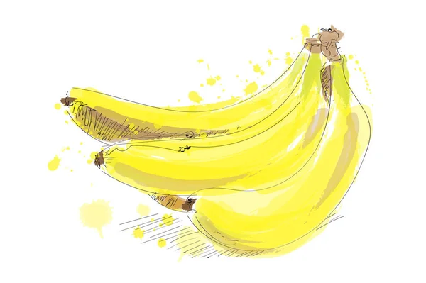 Vector Watercolor Banana Illustration Hand Drawn Banana — Stock Vector
