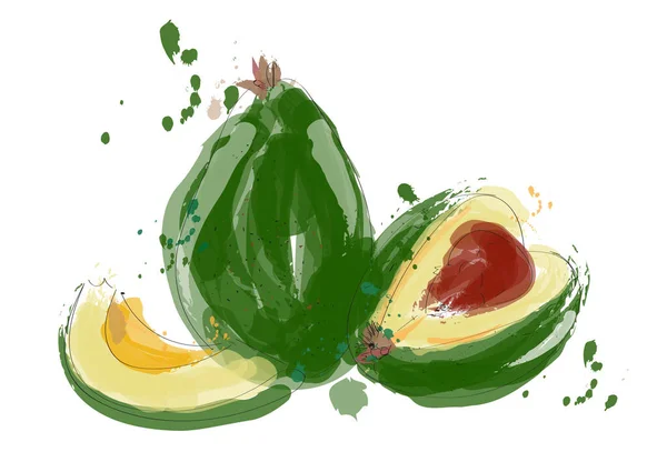 Acquerello Pittura Avocado Illustrazione Avocado Disegnato Mano Vettoriale Disegno Frutta — Vettoriale Stock
