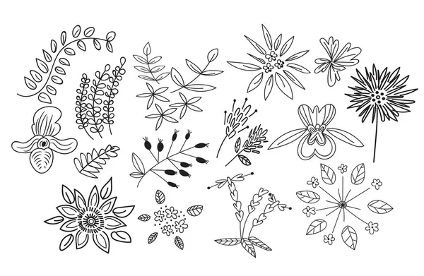 矢量植物手绘涂鸦 草甸植物和花卉元素 铅笔笔迹草图 — 图库矢量图片