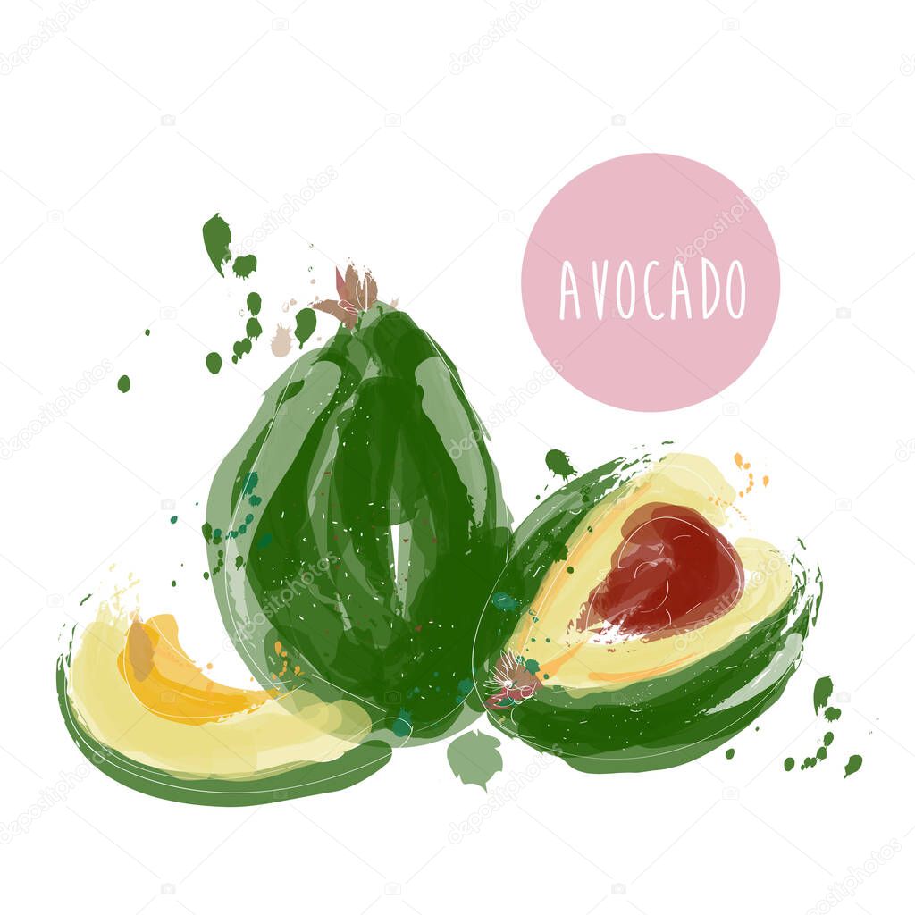 Watercolor avocado painting. vector hand drawn avocado illustration. exotic fruit drawing.