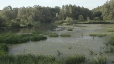Gölet ve bataklık ile sular altında orman - Drone ile havadan görünümü