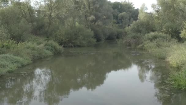 Forêt Inondée Avec Étang Marais Vue Aérienne Par Drone — Video