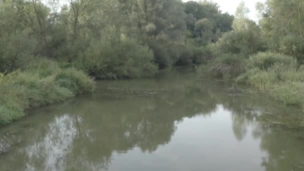 Überfluteter Wald Mit Teich Und Sumpf Luftaufnahme Drohne — Stockvideo