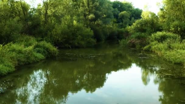 Überfluteter Wald Mit Teich Und Sumpf Luftaufnahme Drohne — Stockvideo