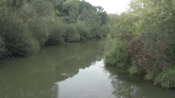 Überfluteter Wald Mit Teich Und Sumpf Luftaufnahme Drohne — Stockvideo