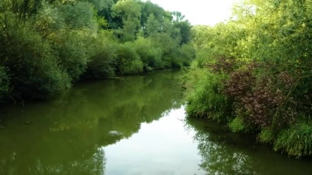 Overspoeld Bos Met Vijver Moeras Luchtfoto Door Drone — Stockvideo