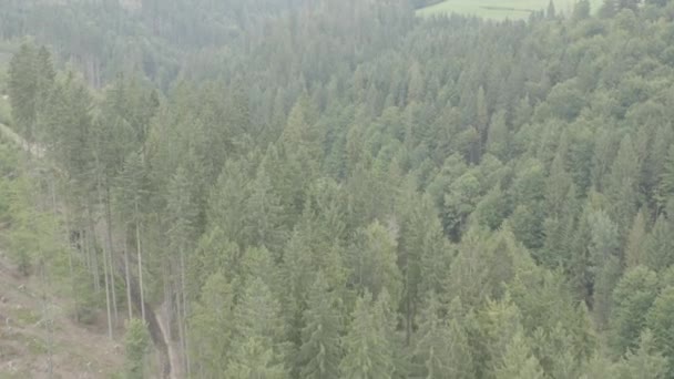 Prados Madeiras Bonitas Vista Aérea Por Drone Este Clipe Está — Vídeo de Stock