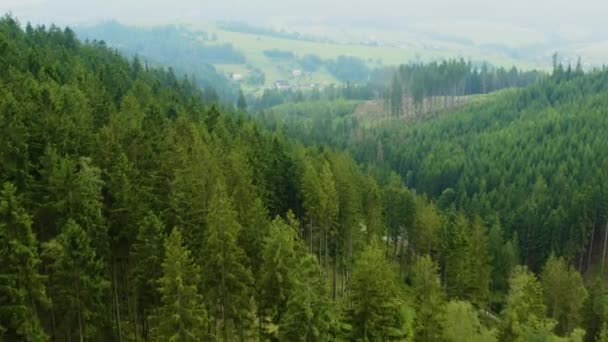 Krásné Louky Lesík Který Vzdušný Výhled Tento Klip Dostání Dvou — Stock video