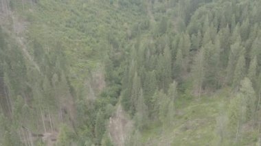 Drone ile güzel çayırve orman hava görünümü , Bu klip iki farklı derecelendirme mevcuttur , dlog 10bit renk veya dji renk lut . 