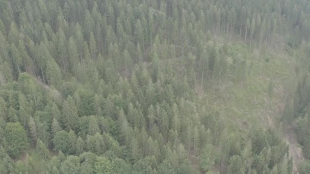 Hermosos Prados Madera Vista Aérea Por Dron Este Clip Está — Vídeos de Stock