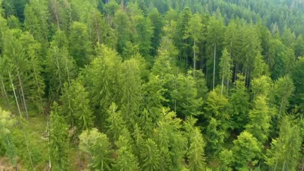 Krásné Louky Lesík Který Vzdušný Výhled Tento Klip Dostání Dvou — Stock video