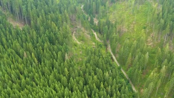 Hermosos Prados Madera Vista Aérea Por Dron Este Clip Está — Vídeos de Stock