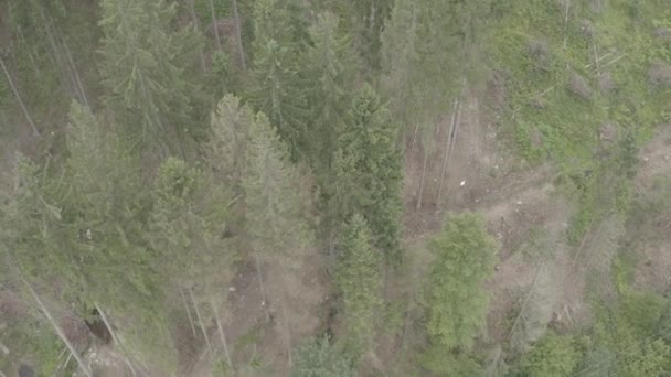 Prados Madeiras Bonitas Vista Aérea Por Drone Este Clipe Está — Vídeo de Stock