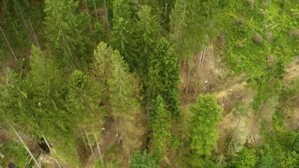 Krásné Louky Lesík Který Vzdušný Výhled Tento Klip Dostání Dvou — Stock video