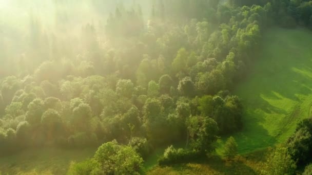 Flygbilder Skog Och Fält Med Dimma Vid Soluppgången Den Moraviansilesian — Stockvideo