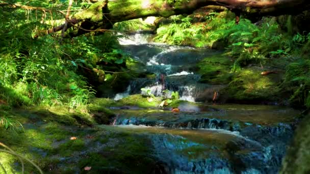 Forest Stream Droga Przez Kamienie Jeseniki Czech — Wideo stockowe