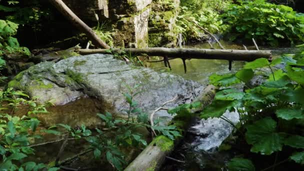 Bosque Arroyo Camino Través Las Piedras Jeseniky Checa — Vídeo de stock