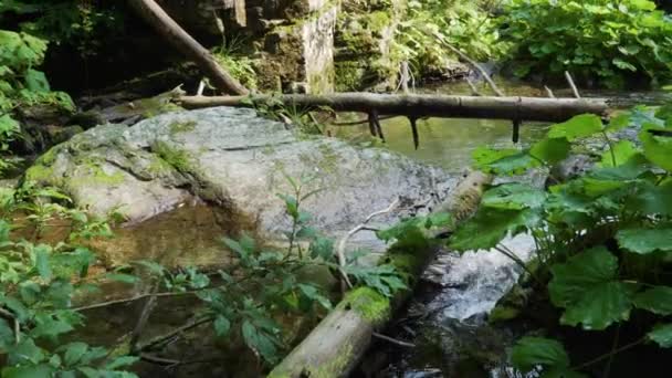 Bosque Arroyo Camino Través Las Piedras Jeseniky Checa — Vídeo de stock