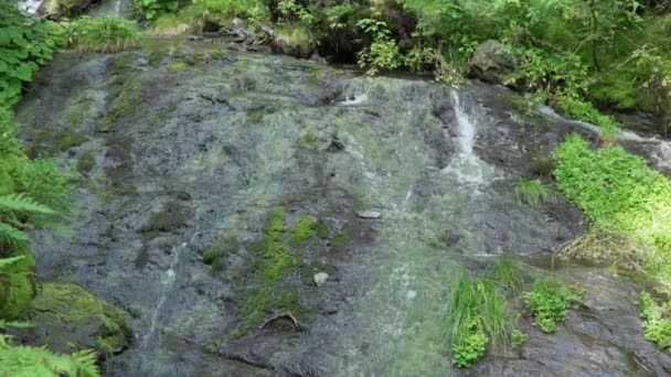 Forest Stream Droga Przez Kamienie Jeseniki Czech — Wideo stockowe