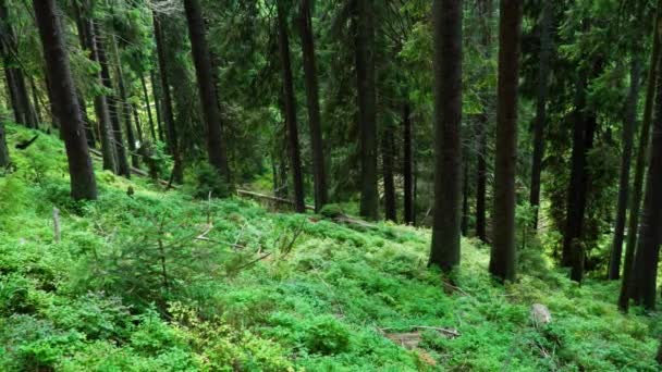 Bosque Afectado Por Escarabajo Corteza Arroyo Que Fluye Fondo — Vídeos de Stock