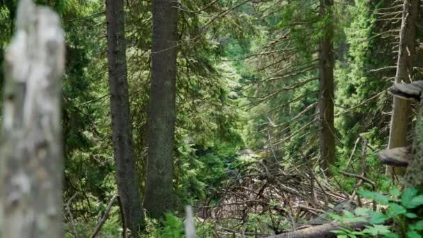 Forêt Touchée Par Scolyte Ruisseau Coulant Arrière Plan — Video