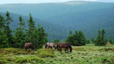 Atlar ve inekler dağlarda bir mera da otlatmak, Jeseniky Dağları Pradd , çek temsilcisi