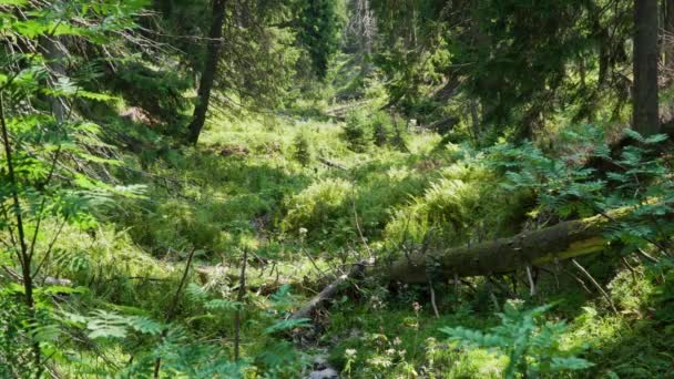 Oude Rivierbedding Begroeid Met Varens Grijpende Bomen Jeseniky Tsjechisch — Stockvideo