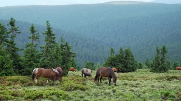 Atlar Inekler Dağlarda Bir Mera Otlatmak Jeseniky Dağları Pradd Çek — Stok video