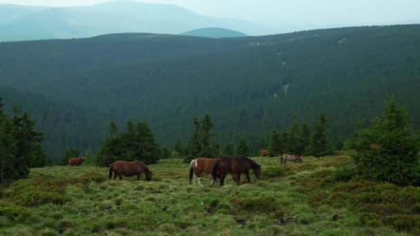 Paarden Grazen Een Weide Bergen Jeseniky Mountains Pradd Tsjechische Rep — Stockvideo