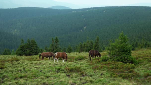 Paarden Grazen Een Weide Bergen Jeseniky Mountains Pradd Tsjechische Rep — Stockvideo
