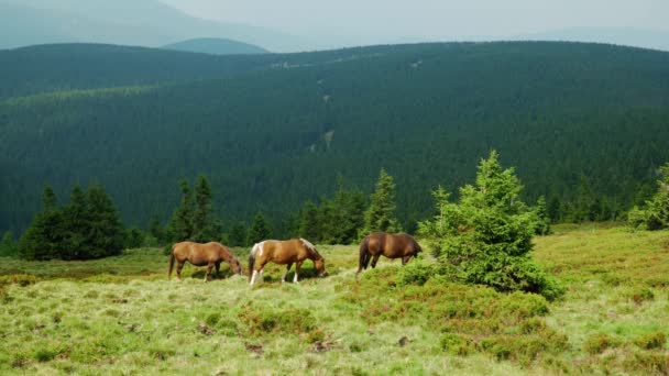 Cavalos Pastam Pasto Nas Montanhas Jeseniky Mountains Pradd Representante Checo — Vídeo de Stock