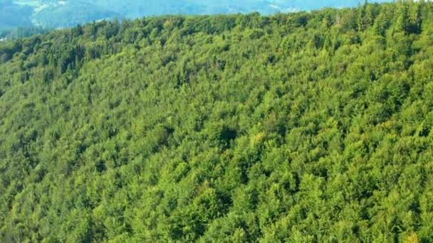 Luftaufnahmen Von Wald Und Bergen — Stockvideo