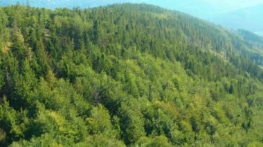 orman ve dağların havadan görüntüleri 