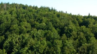 orman ve dağların havadan görüntüleri 